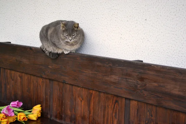 Gato esponjoso y un banco con tulipanes —  Fotos de Stock