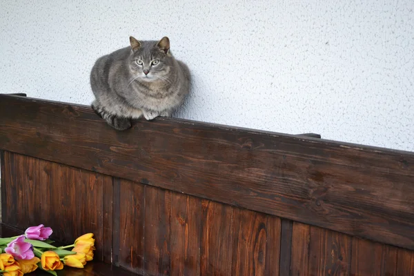 Flauschige Katze und eine Bank mit Tulpen — Stockfoto