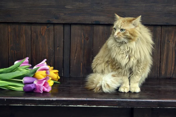 Fluffiga rolig katt — Stockfoto