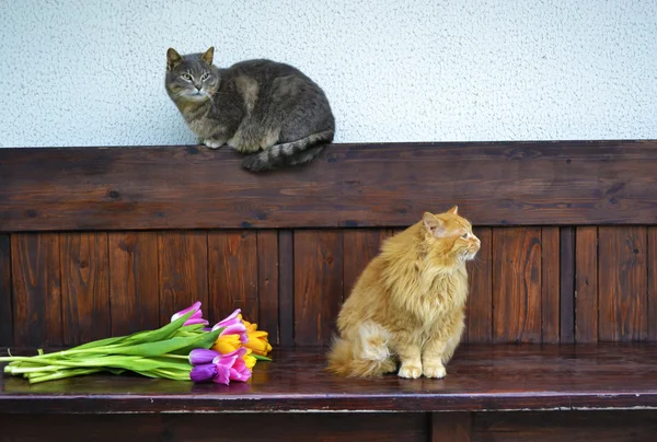 Пухнасті смішні кішки — стокове фото