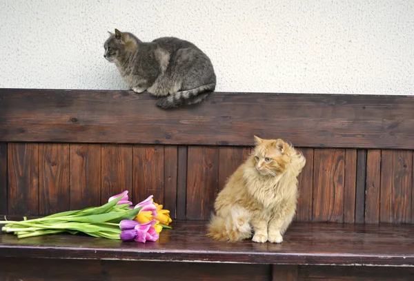 Gato gracioso esponjoso — Foto de Stock