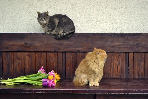 Gato gracioso esponjoso — Foto de Stock