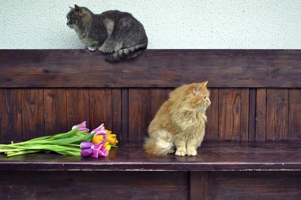 Gato gracioso esponjoso — Foto de Stock