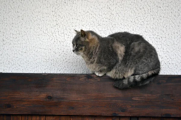 Flauschige Ingwerkatze — Stockfoto