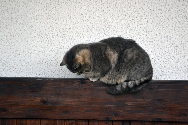 Gato de gengibre fofo — Fotografia de Stock