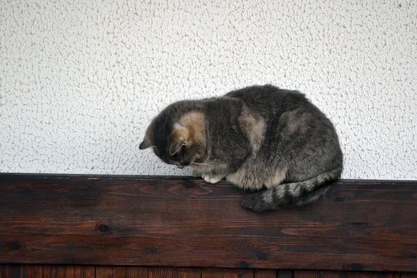 Gato gracioso esponjoso —  Fotos de Stock