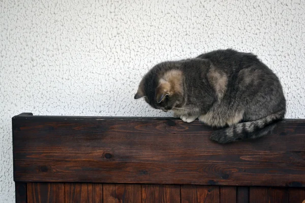 Gato de gengibre fofo — Fotografia de Stock