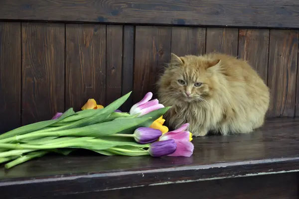 Puszysty śmieszne kot — Zdjęcie stockowe