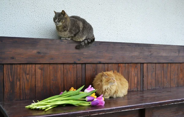 Пушистый рыжий кот сидит на деревянной скамейке рядом — стоковое фото