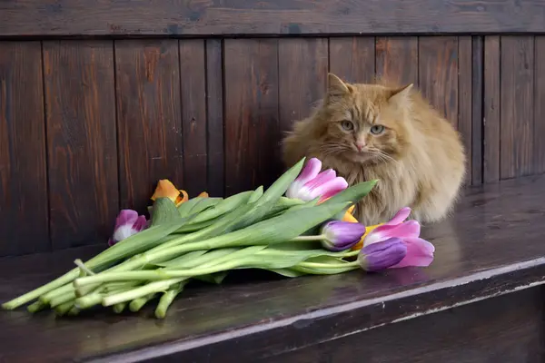 Gato de jengibre esponjoso — Foto de Stock