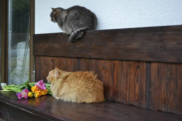 Gato de jengibre mullido sentado en un banco de madera cerca —  Fotos de Stock
