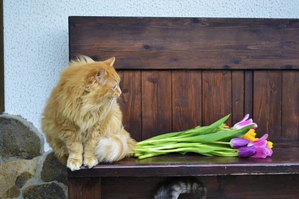 Gato de jengibre esponjoso — Foto de Stock