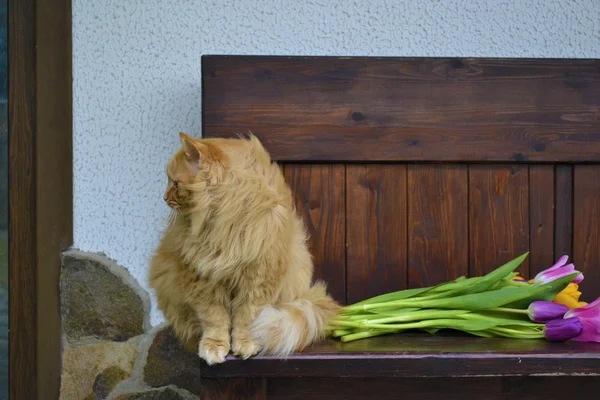 Gato de jengibre mullido sentado en un banco de madera cerca — Foto de Stock