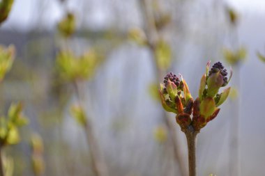 Nisan ayında Lila çiçek tomurcukları