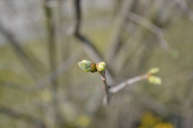  Taze yeşil ağaç tomurcukları bloom 