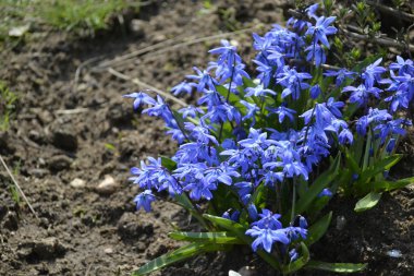 parlak mavi ve taze çiçekler 
