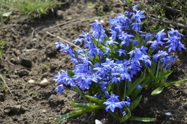 parlak mavi ve taze çiçekler 