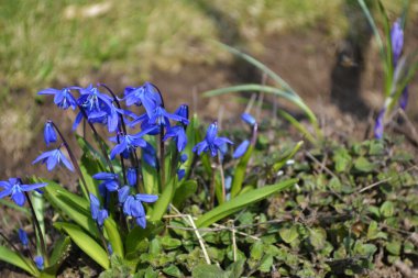 parlak mavi ve taze çiçekler 