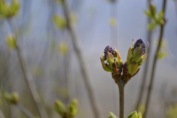 Gemme di fioritura lilla in aprile — Foto Stock