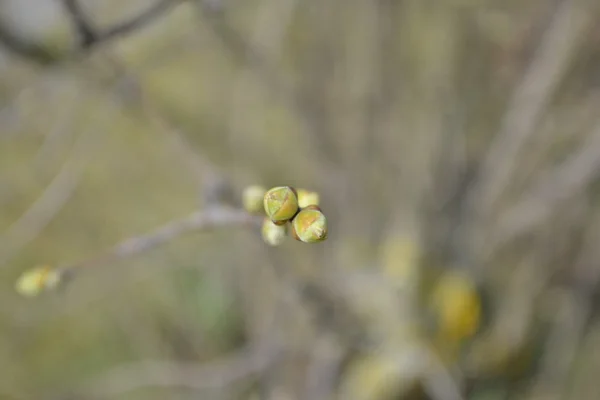 Bourgeons d'arbres verts frais fleurissent — Photo