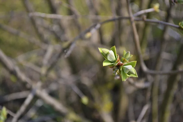 Taze yeşil ağaç tomurcukları bloom — Stok fotoğraf