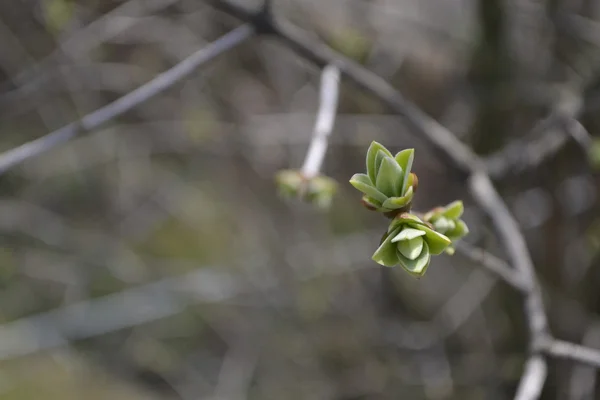 Bourgeons d'arbres verts frais fleurissent — Photo