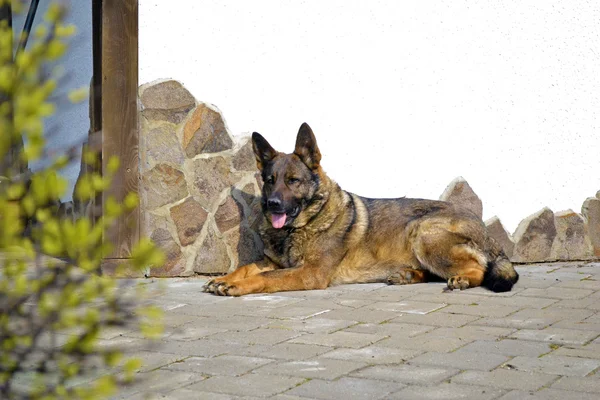 German Shepherd lying — Stock Photo, Image