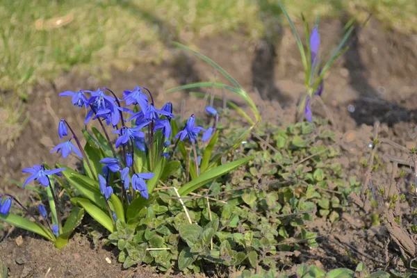 parlak mavi ve taze çiçekler 