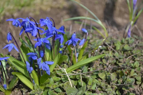 parlak mavi ve taze çiçekler 
