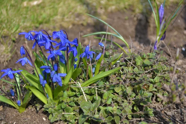parlak mavi ve taze çiçekler 