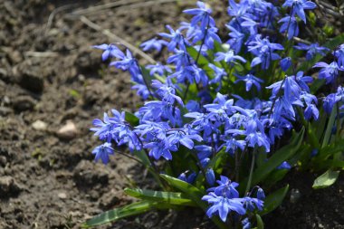 parlak mavi ve taze çiçekler 
