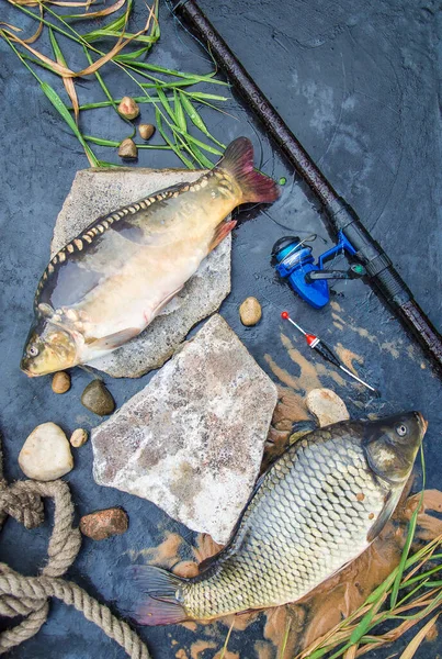 Pesca Captura Carpa Común Cyprinus Carpio Europa Central Pescado Una — Foto de Stock