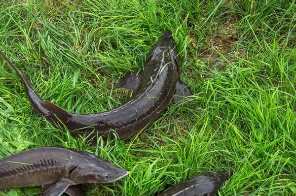 Prise Poissons Eau Douce Canne Pêche Avec Bobine Pêche Sur — Photo