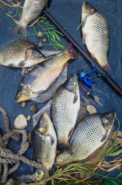 Fishing catch. The Common Carp, Cyprinus Carpio. In Central Europe, fish is a traditional part of a Christmas Eve dinner. With fishing rod