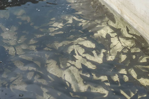 Small sturgeon fish, young, in an artificial environment