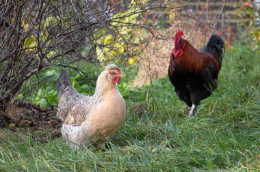 Siyah horoz ve gri tavuk yürüyüşe çıkmış, Maran cinsi yeşil bir bahçede yürüyor.