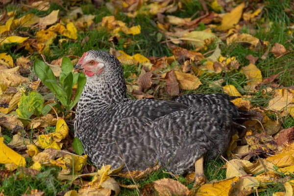 Gray Hen Lies Autumn Leaves Speckled — Stock Photo, Image