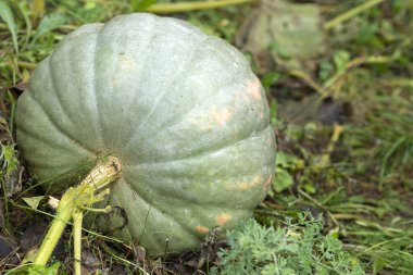 Büyük parlak balkabağı yağmur sonrası yaz sabahı bahçede büyüyor.