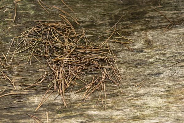 Textura Agulhas Pinheiro Contra Fundo Tábuas Antigas Outono — Fotografia de Stock