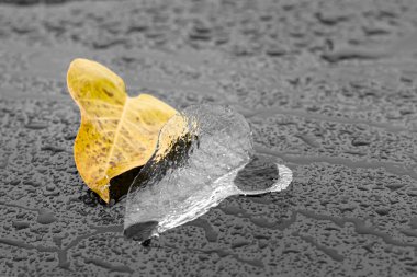 Sonbahar sarısı yaprak ilk ince buzda düştü.