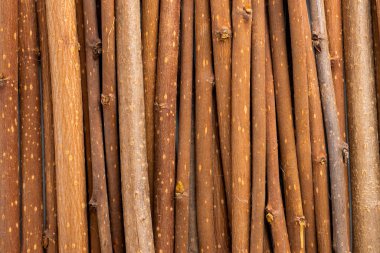 İnce söğüt dallarının dokusu. Söğüt ağacının arka planı.