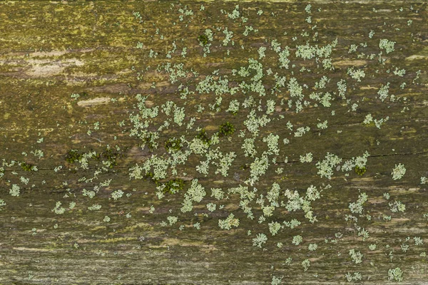 Цифрово модифікований геометричний візерунок безшовної кори на тлі тропічних лісів. Лічен і текстура моху на дерев "яній поверхні.. — стокове фото