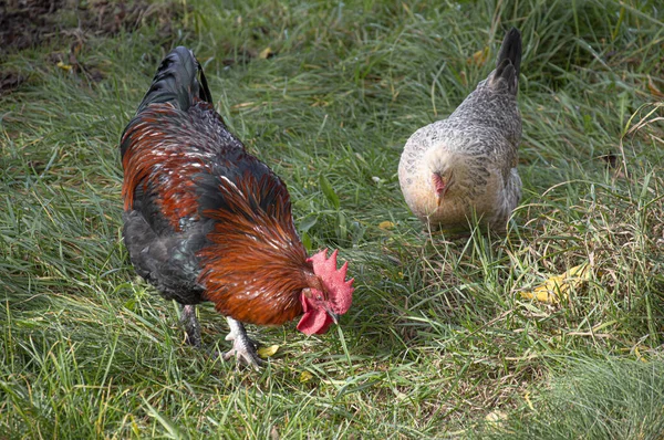 Coq Poule Race Maran Pâturant Dans Jardin Verdoyant — Photo