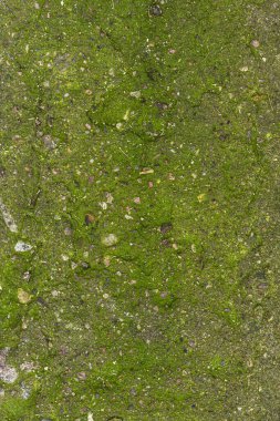 Yeşil desenli arka plan, küçük taşlar, arka plan olarak yosun..