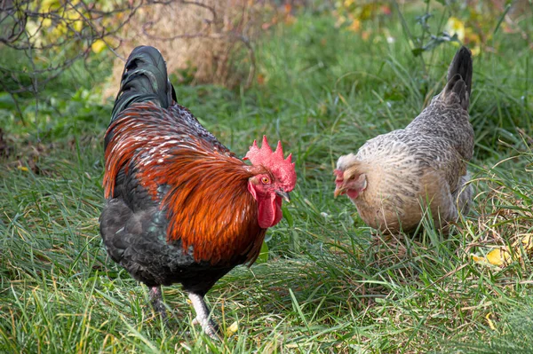 Maran 'ın horozu ve tavuğu yeşil bir bahçede otluyor.