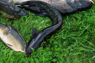 Tatlı su balığı ve oltayı yeşil çimlerde olta makarasıyla yakalamak. Sazan, Crucian balığı veya yeşil çimlerde Carassius.