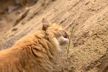 Güzel safkan kızıl kedi ot yer, sarı kuma oturur.