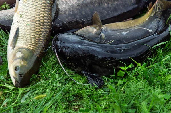 Pegando Peixes Água Doce Vara Pesca Com Carretel Pesca Grama — Fotografia de Stock