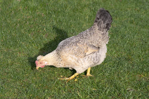 Курица свободно ходит по зеленой сочной траве на заднем дворе фермы — стоковое фото