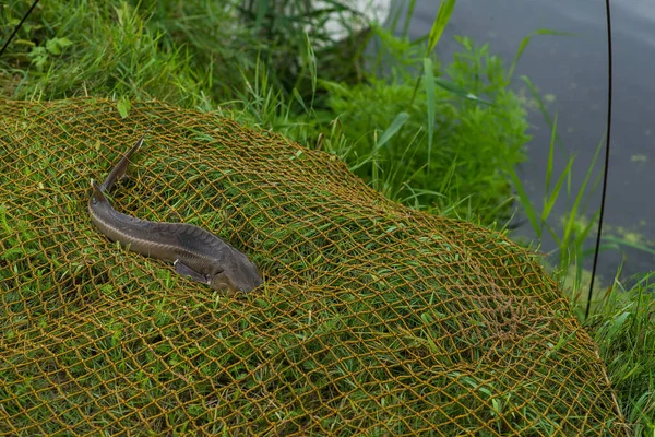 Édesvízi Halak Horgászbot Kifogása Horgászorsóval Zöld Füvön Ponty Crucian Fish — Stock Fotó